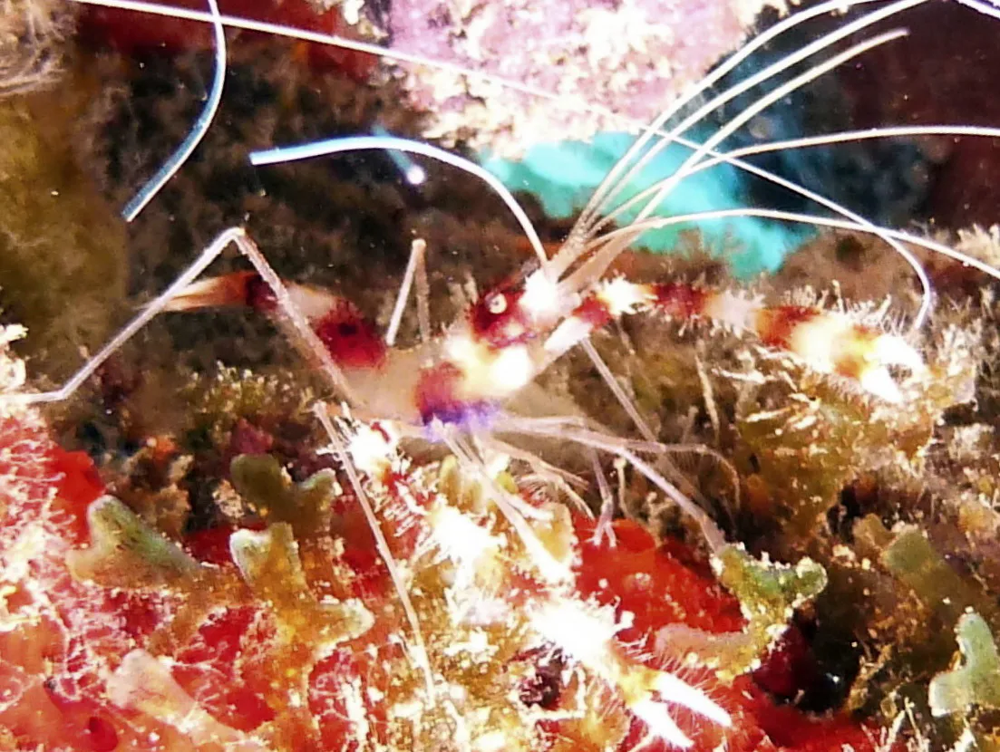 Banded Coral Shrimp, Bonaire, 2013