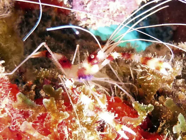 Underwater photograph by Joel Bergsma