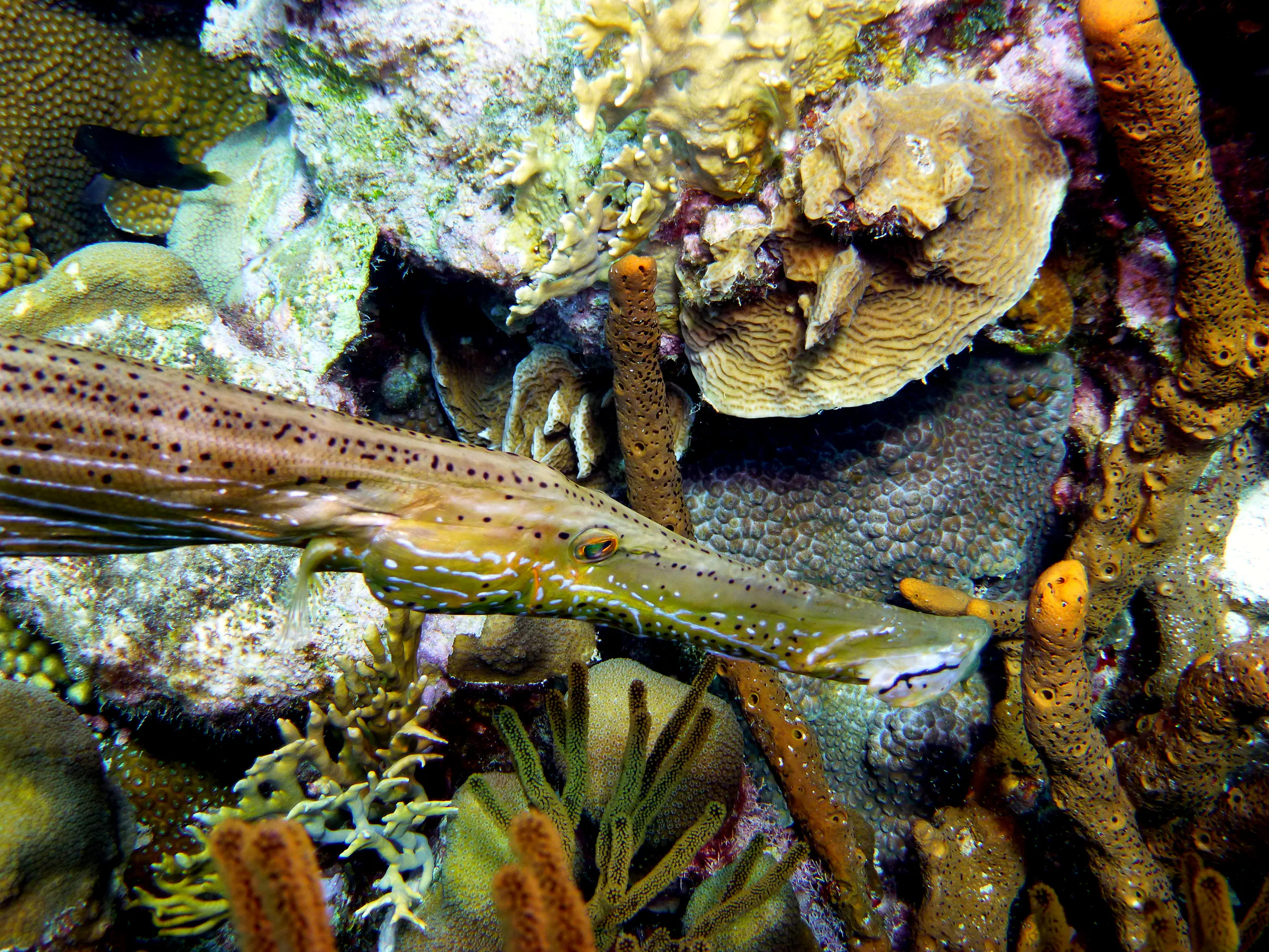 Trumpetfish, Bonaire, 2013