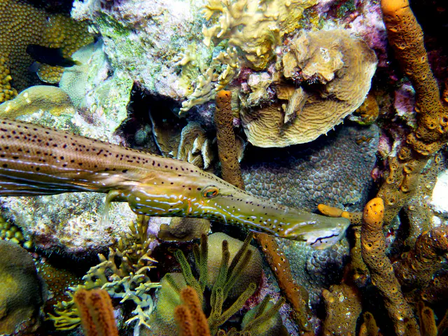 Underwater photograph by Joel Bergsma
