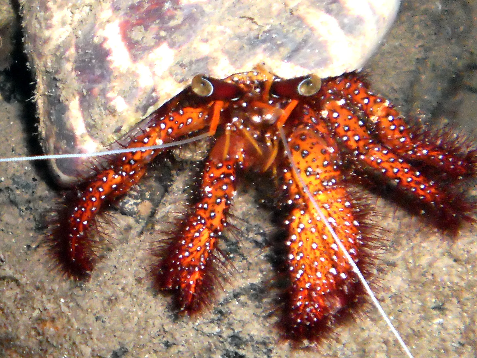 White-Spotted Hermit Crab. See Paul Humann, et al, Reef Creature Identification - Tropical Pacific (2010) at page 162.