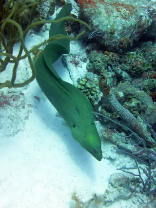 Underwater photograph by Joel Bergsma