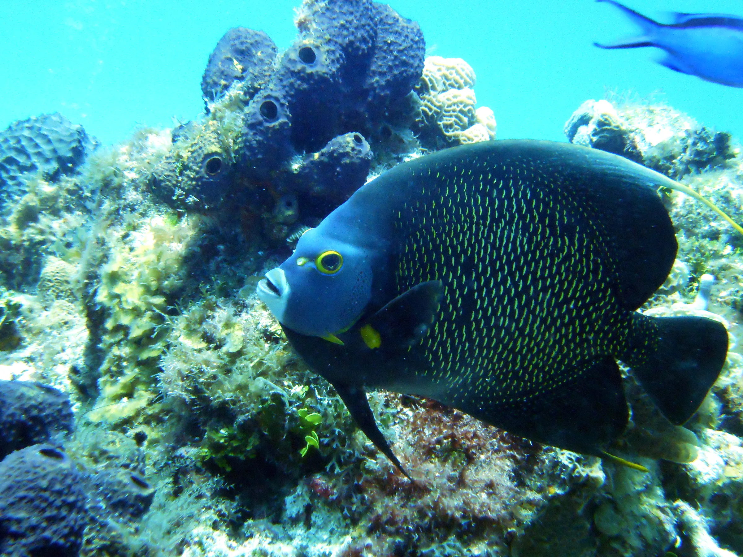 French Angelfish. See Gerald Allen, et al, Reef Fish Identification - Tropical Pacific (2003) at page 36.