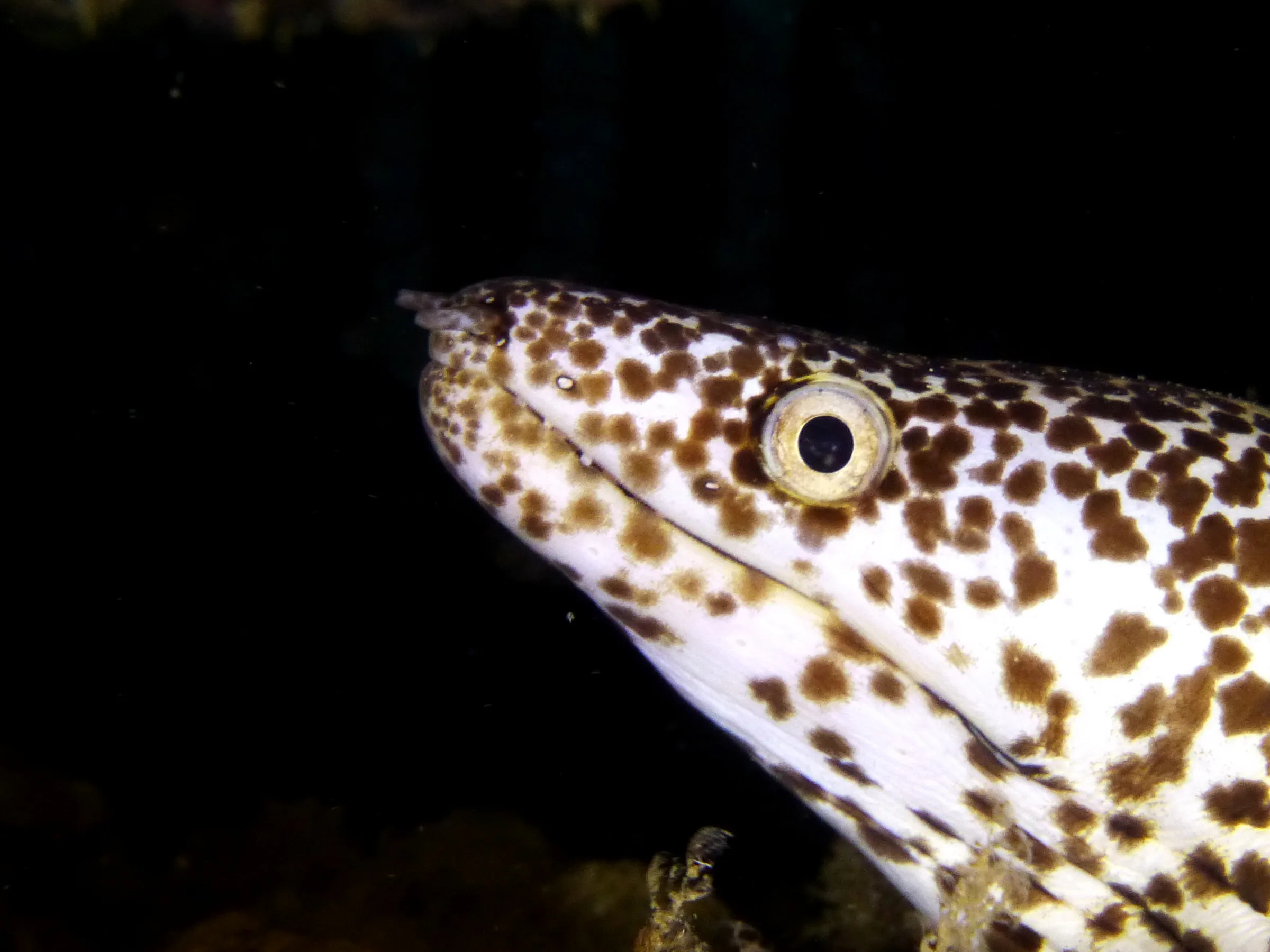 Spotted Moray Eel, Cozumel, 2014