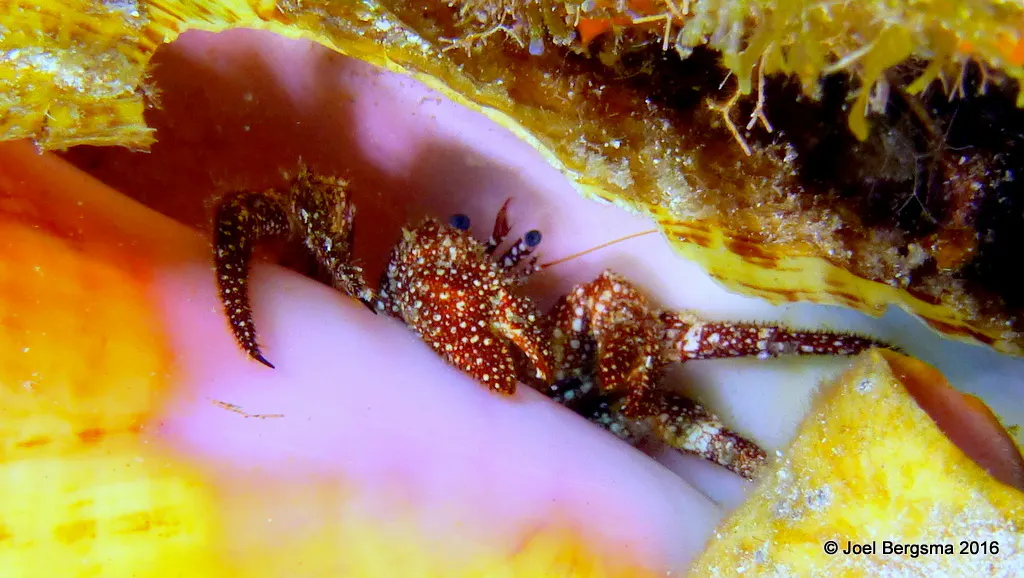 Underwater photograph by Joel Bergsma