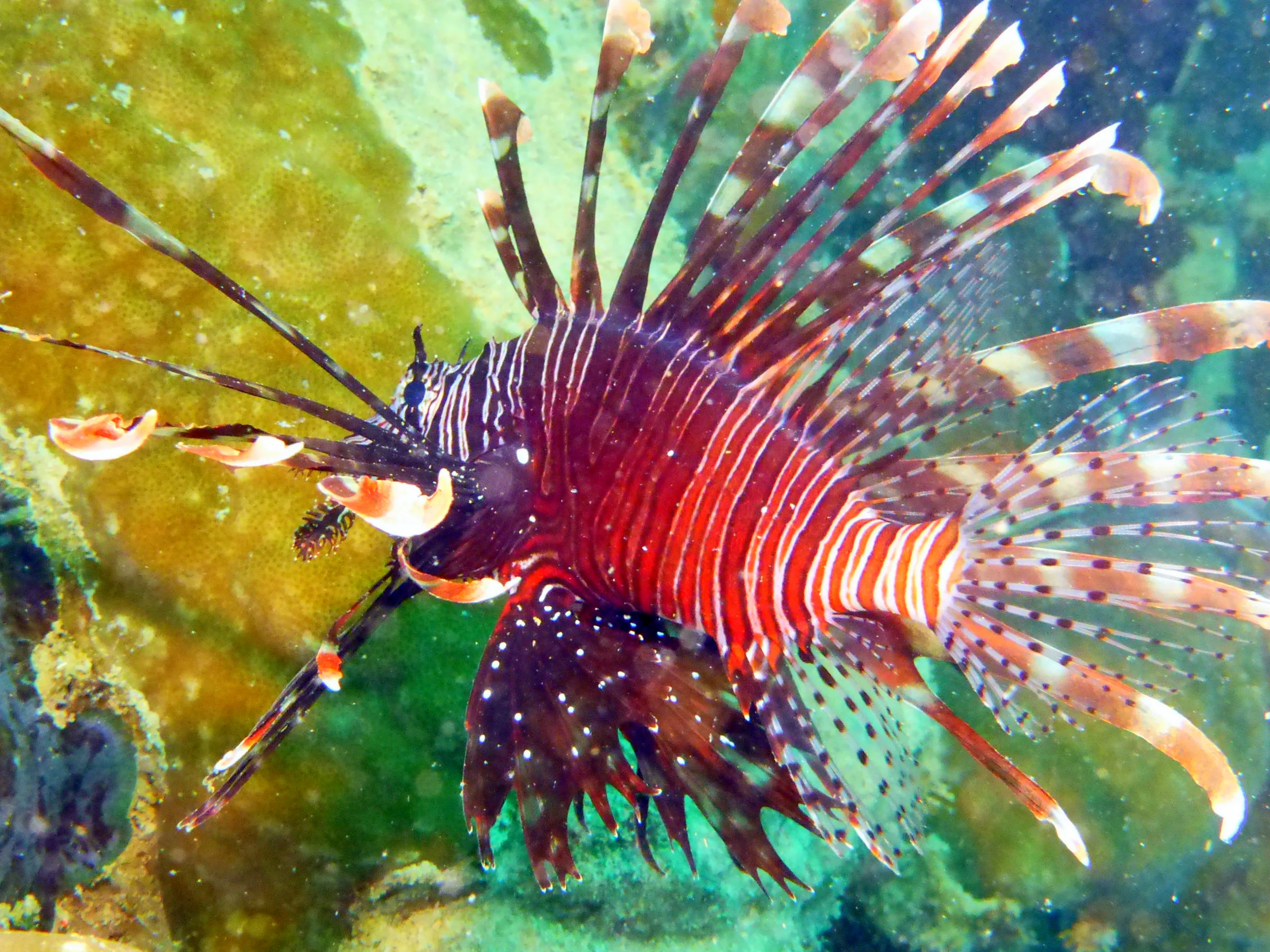 Lionfish, Palau, 2013