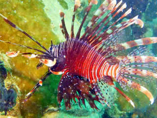 Underwater photograph by Joel Bergsma