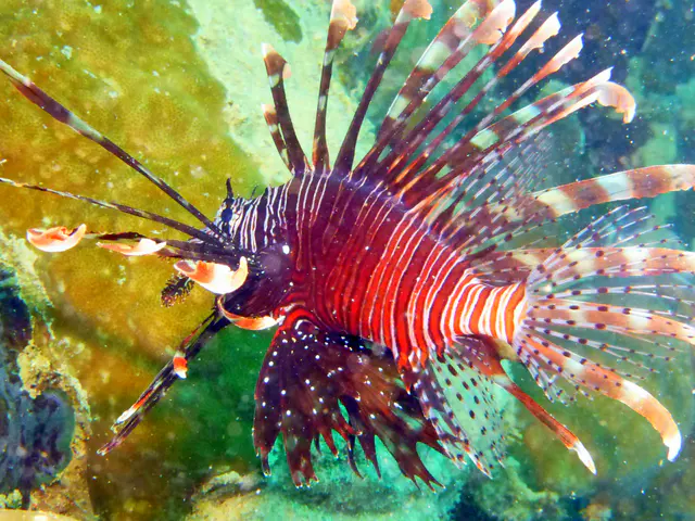 Underwater photograph by Joel Bergsma