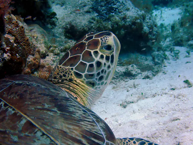 Underwater photograph by Joel Bergsma