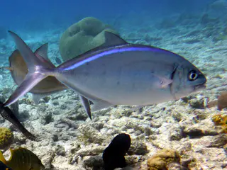 Underwater photograph by Joel Bergsma