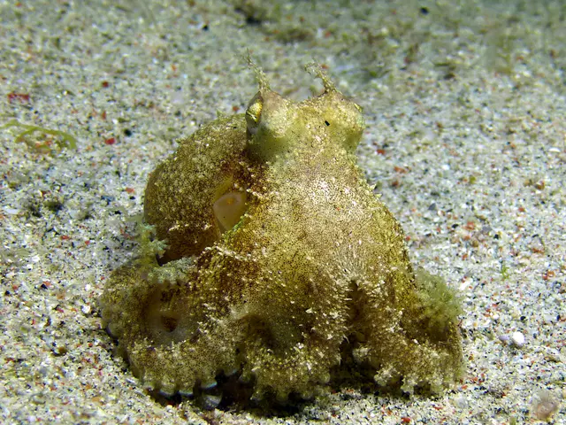 Underwater photograph by Joel Bergsma