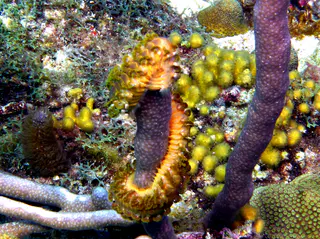 Underwater photograph by Joel Bergsma
