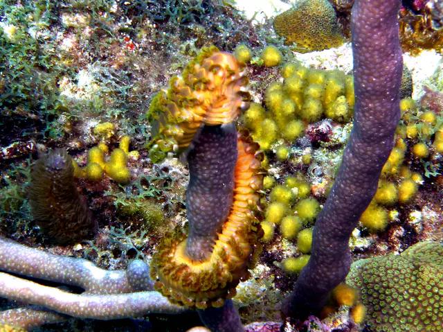 Underwater photograph by Joel Bergsma