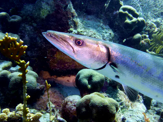 Underwater photograph by Joel Bergsma