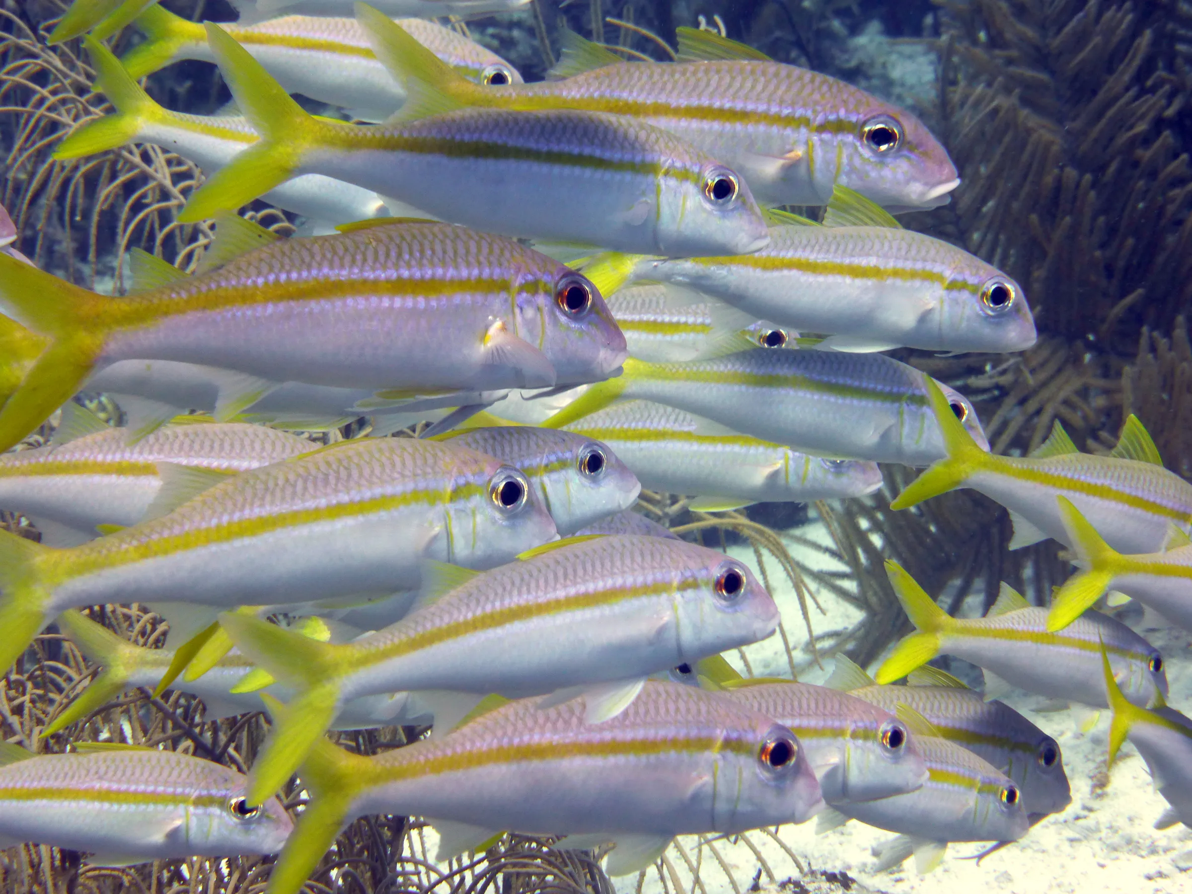 Grunt, Bonaire, 2013