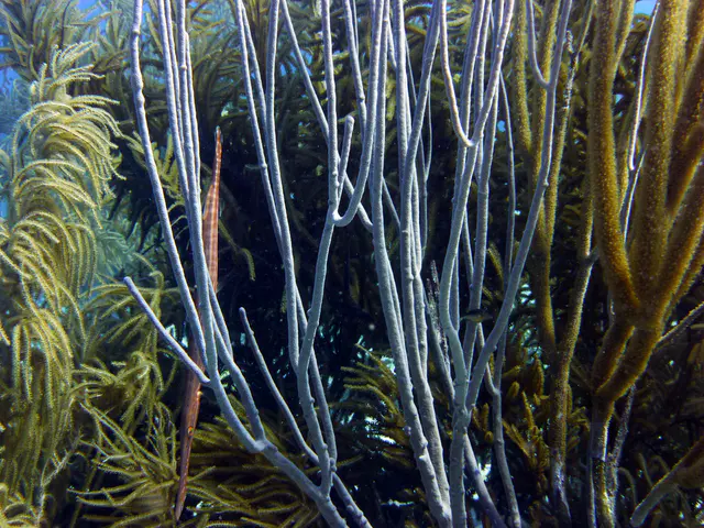 Underwater photograph by Joel Bergsma