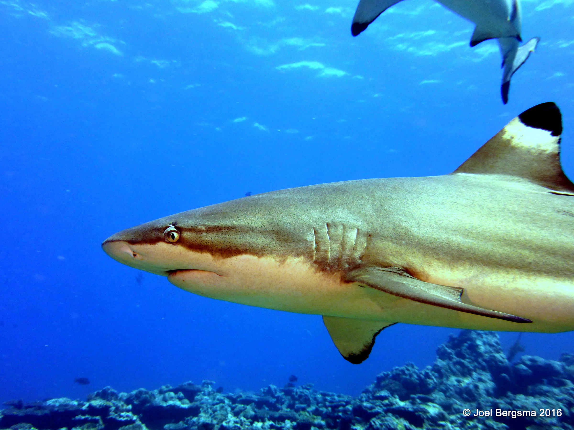 Blacktip Shark, Yap, 2016