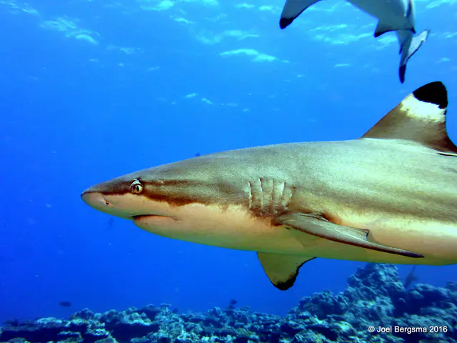 Underwater photograph by Joel Bergsma