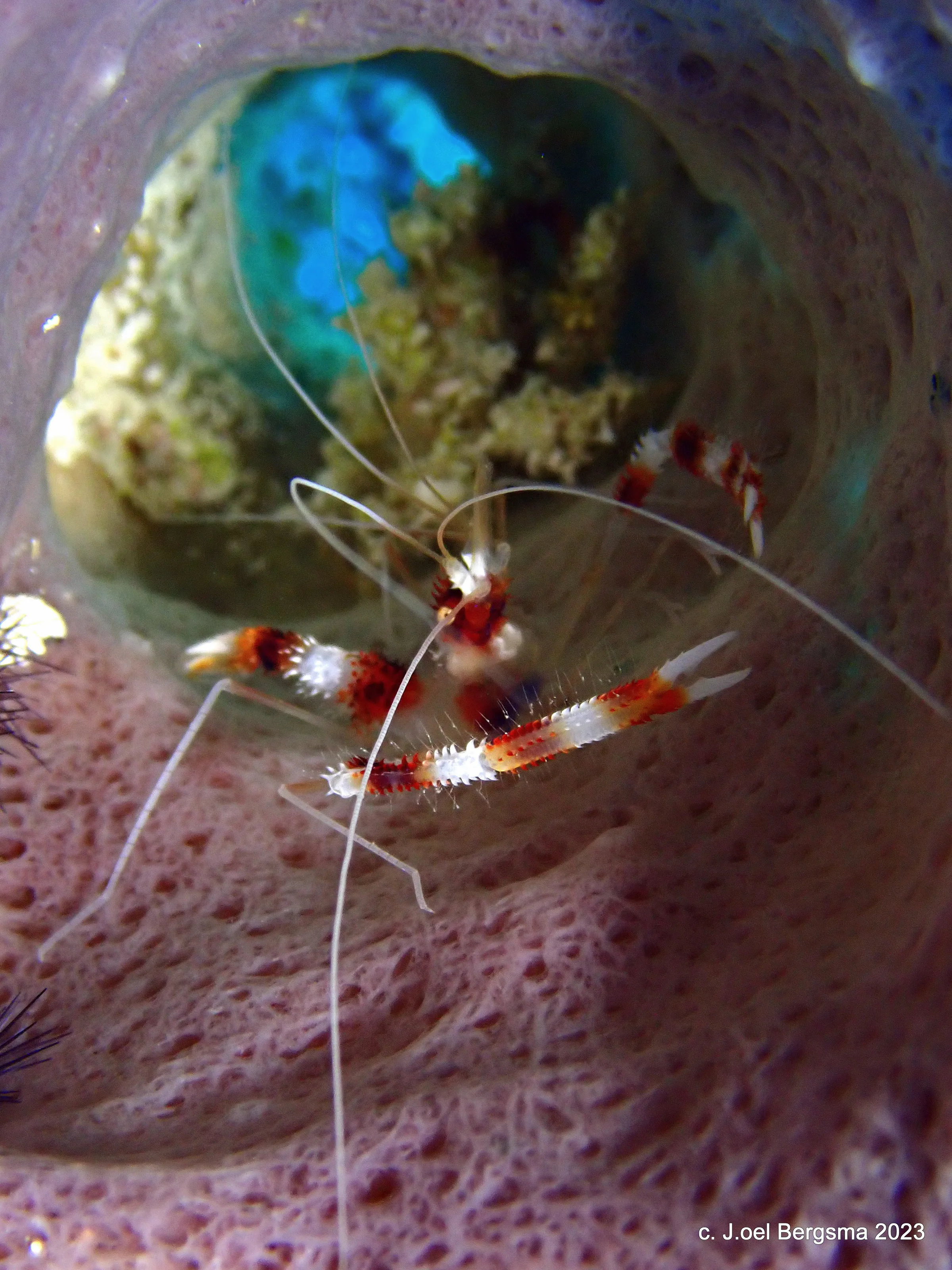 Cozumel underwater photograph, 2023