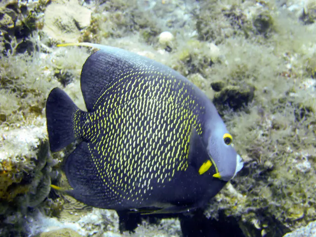 French Angelfish