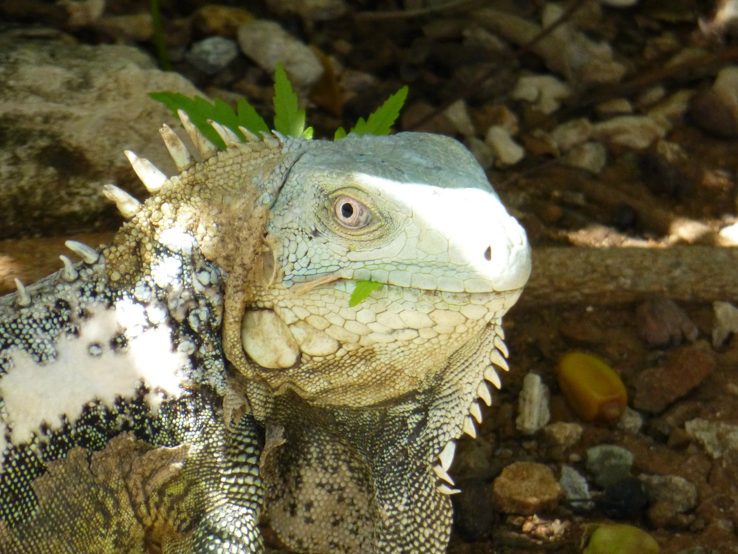 Iguana, Bonaire, 2013