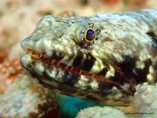 Underwater photograph by Joel Bergsma