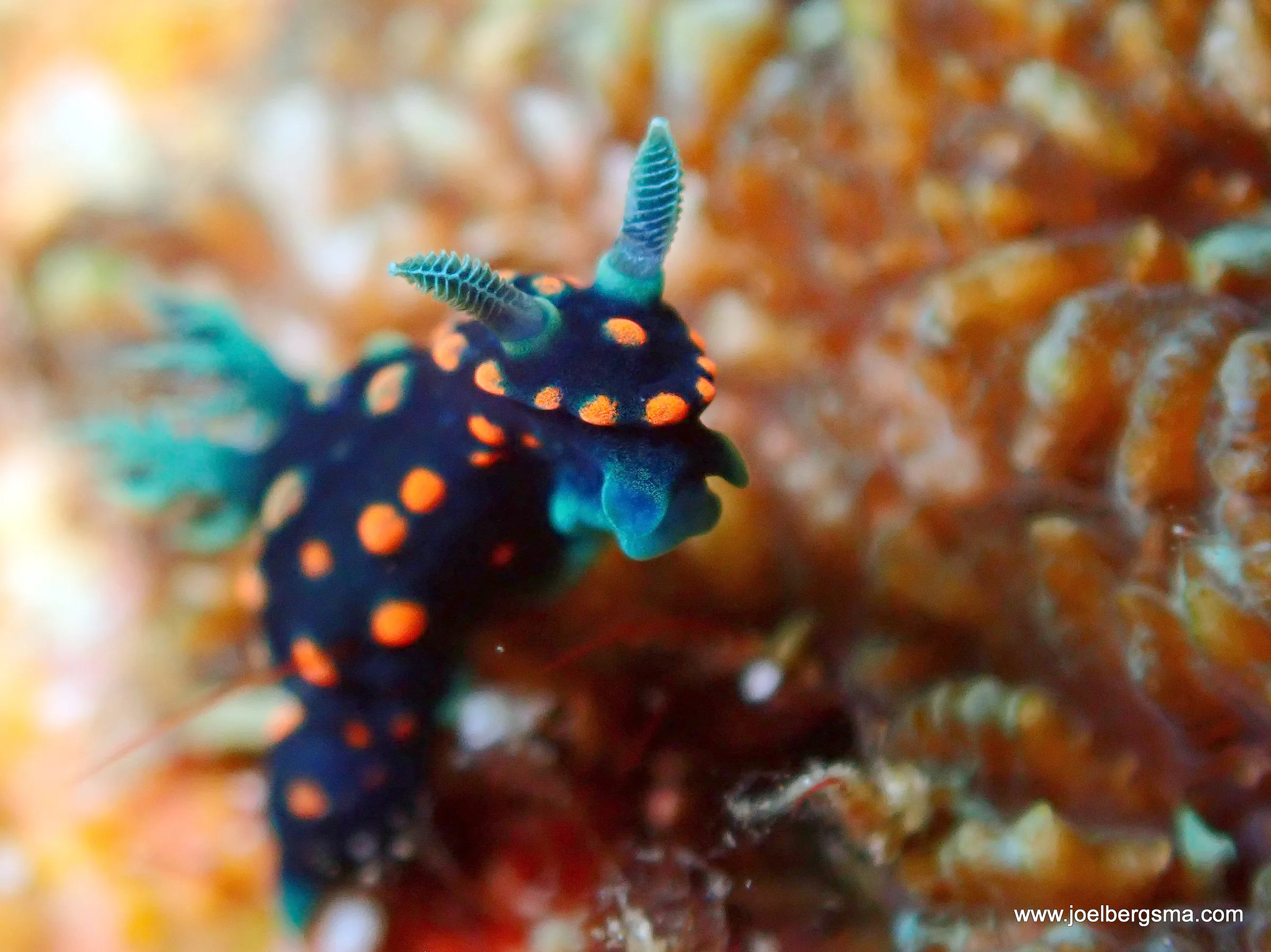 Philippines underwater photograph, 2022