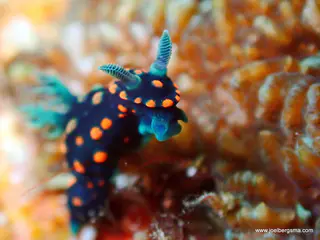 Underwater photograph by Joel Bergsma
