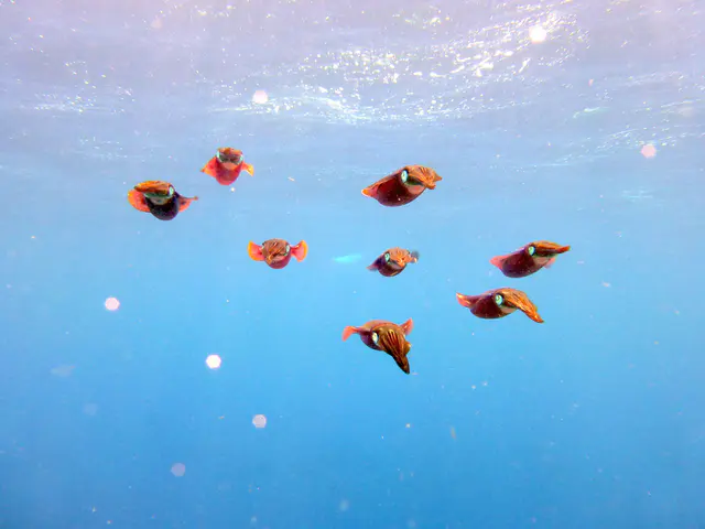 Underwater photograph by Joel Bergsma