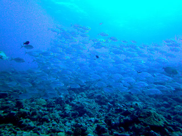 Trevally school on top of the reef.  This formation is referred to by divers as a "bait ball" because it attracts attention from larger marine predators.
