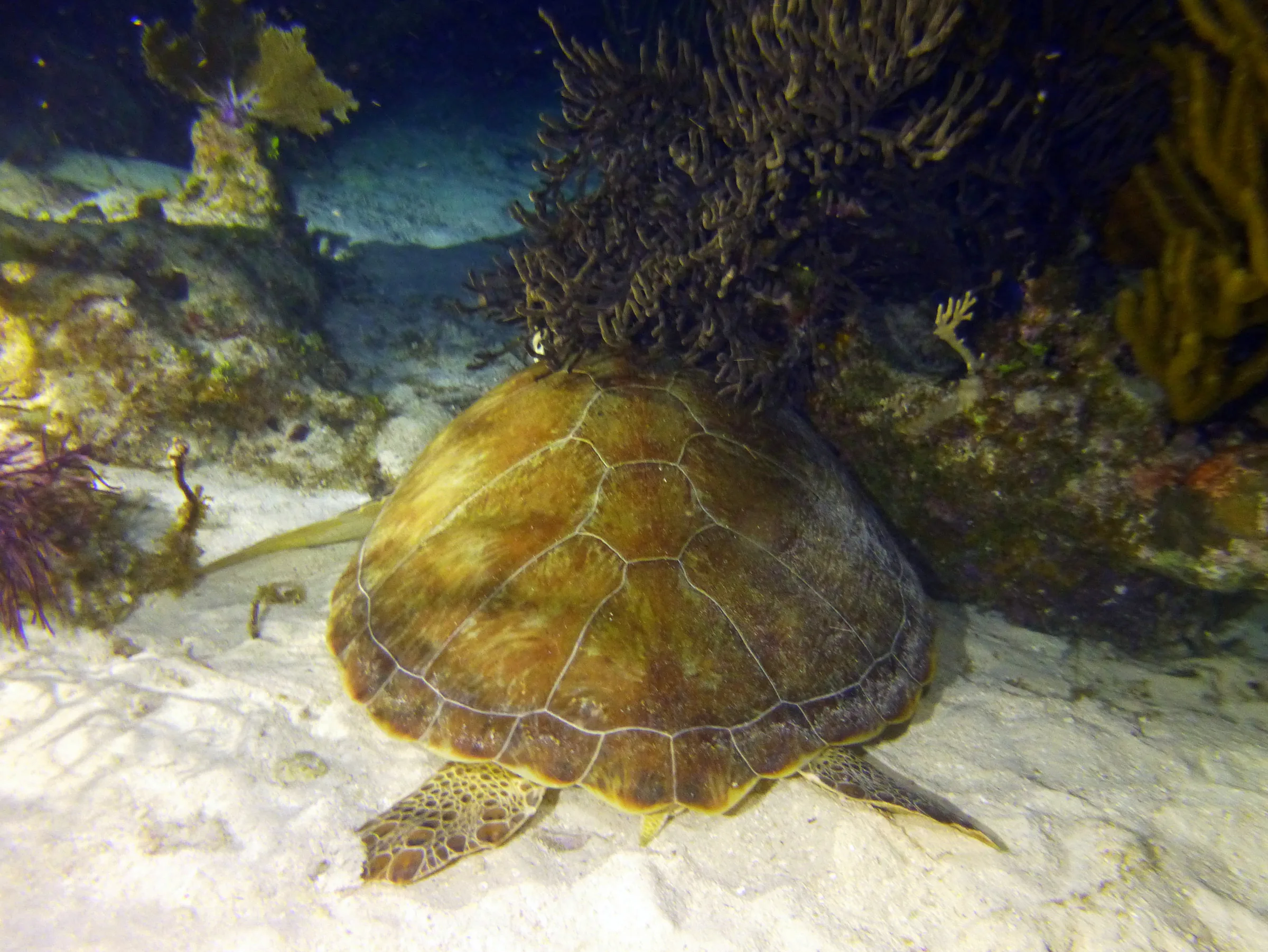 Green Sea Turtle, Belize, 2017