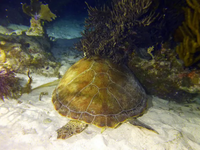 Underwater photograph by Joel Bergsma