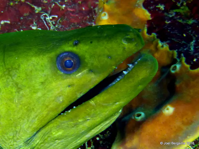 Underwater photograph by Joel Bergsma