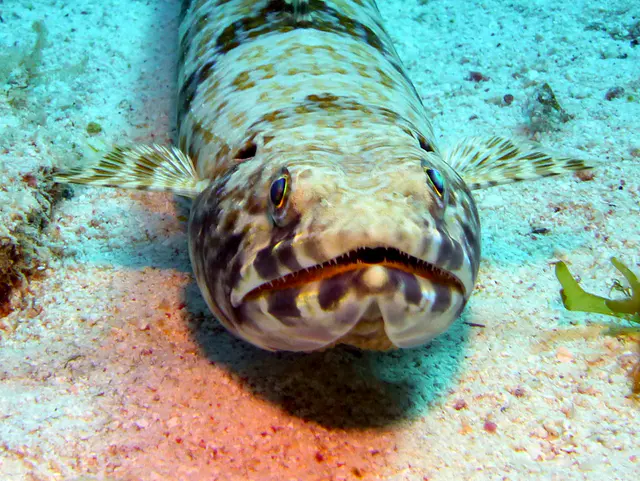 Underwater photograph by Joel Bergsma