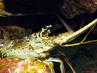 Underwater photograph by Joel Bergsma