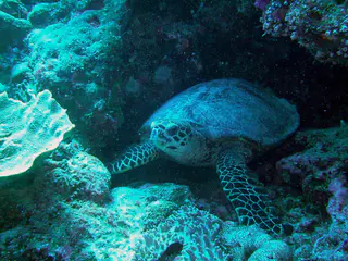 A Green sea turtle hides in the reef wall.