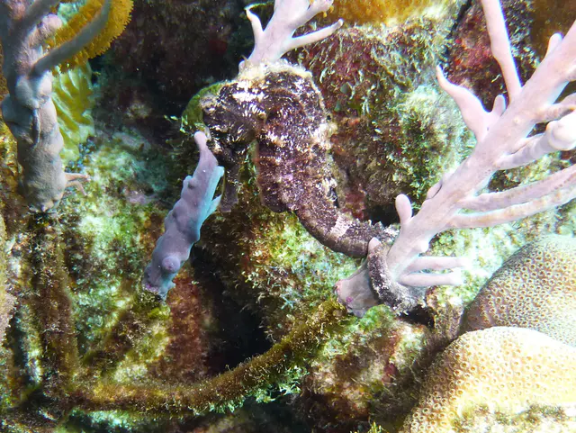 Underwater photograph by Joel Bergsma