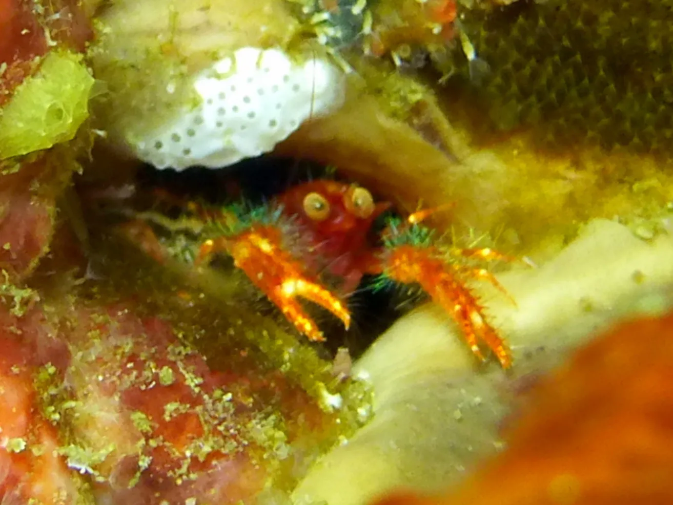 Crab, Philippines, 2014