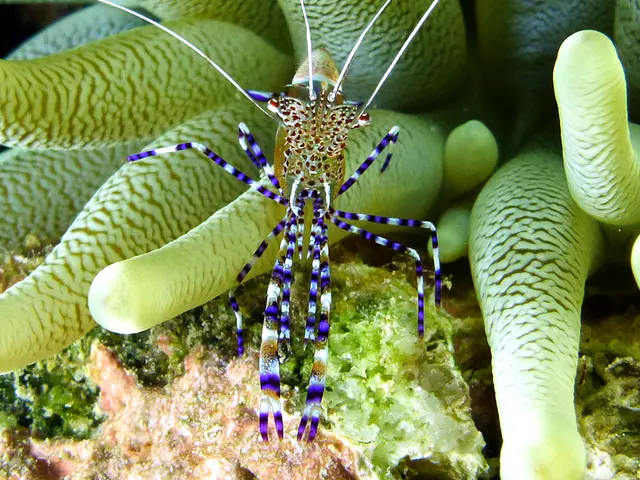 Underwater photograph by Joel Bergsma