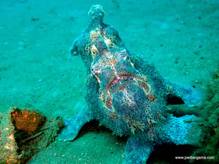 Underwater photograph by Joel Bergsma