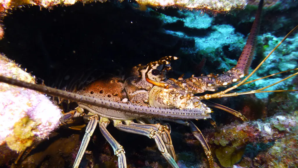 Underwater photograph by Joel Bergsma
