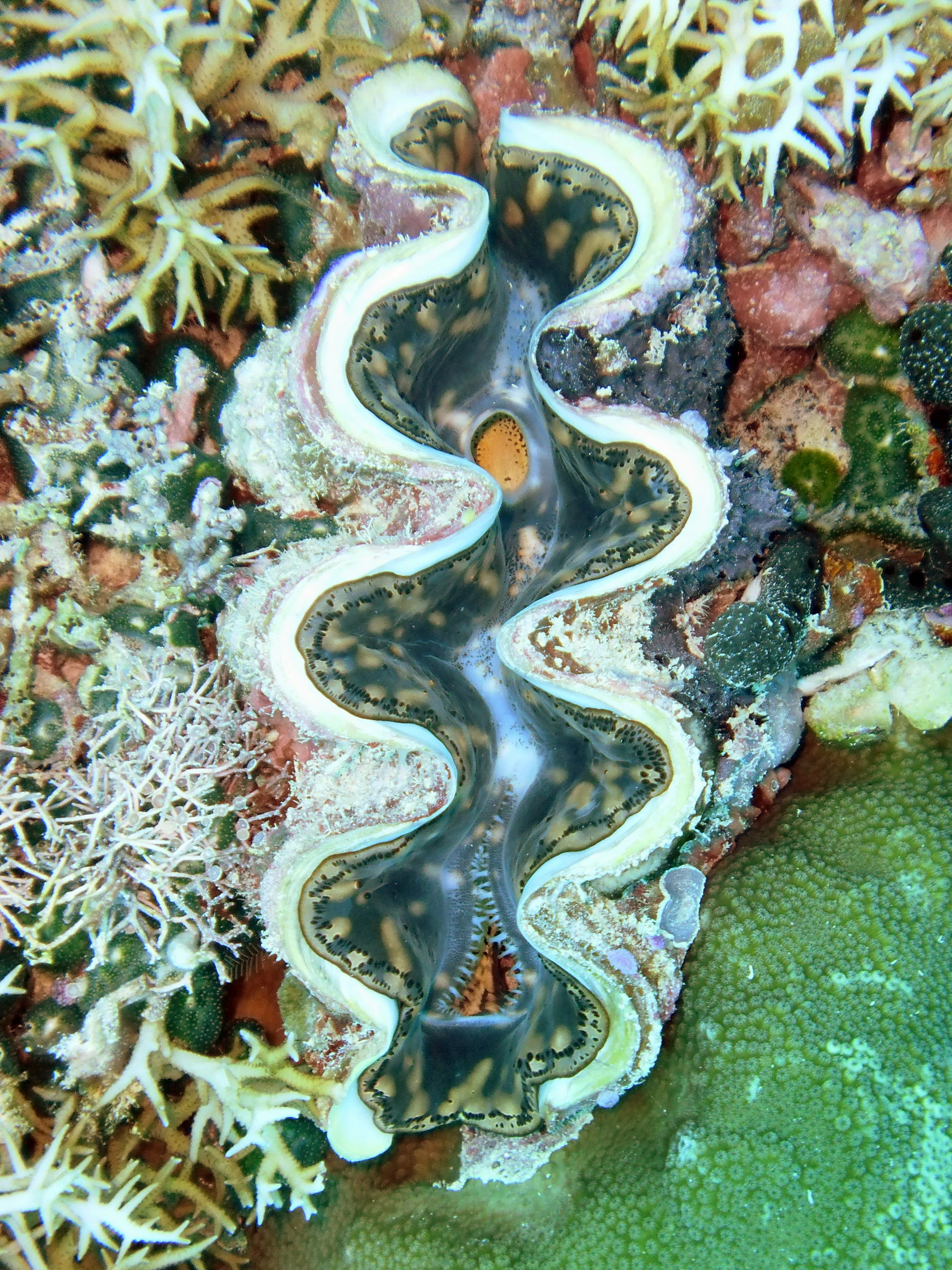 Green clam nestled beside green coral.  "Clams feed on plankton by filter feeding. Clams filter feed by drawing in water containing food using an incurrent siphon. The food is then filtered out of the water by the gills and swept toward the mouth on a layer of mucus. The water is then expelled from the animal by an excurrent siphon." [Wikipedia.]