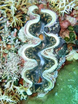 Green clam nestled beside green coral.  "Clams feed on plankton by filter feeding. Clams filter feed by drawing in water containing food using an incurrent siphon. The food is then filtered out of the water by the gills and swept toward the mouth on a layer of mucus. The water is then expelled from the animal by an excurrent siphon." [Wikipedia.]