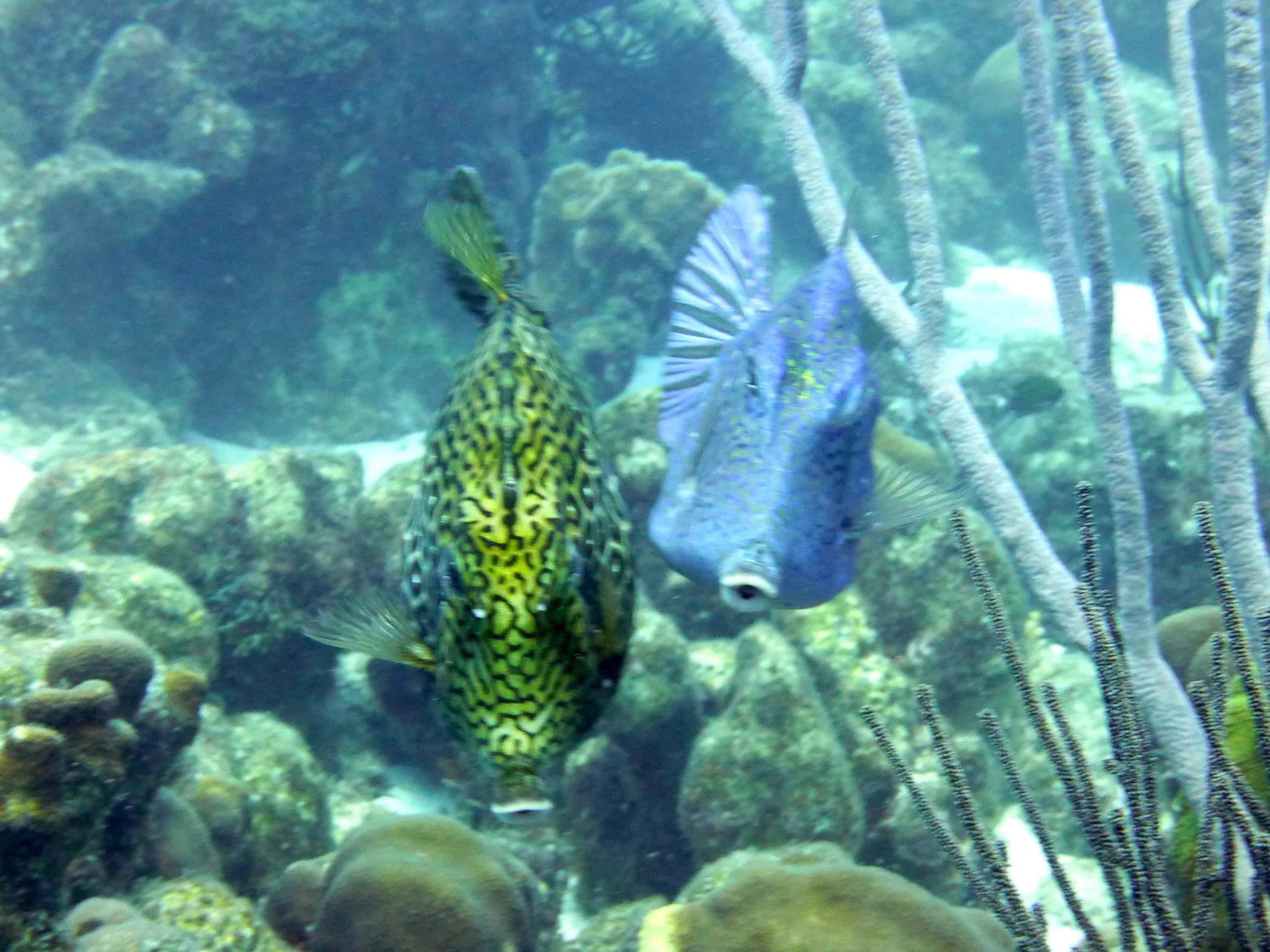 Bonaire underwater photograph, 2013
