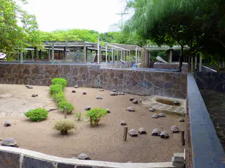Juvenile Giant Tortoises at the Breeding Center on Isabela Island, Galapagos.