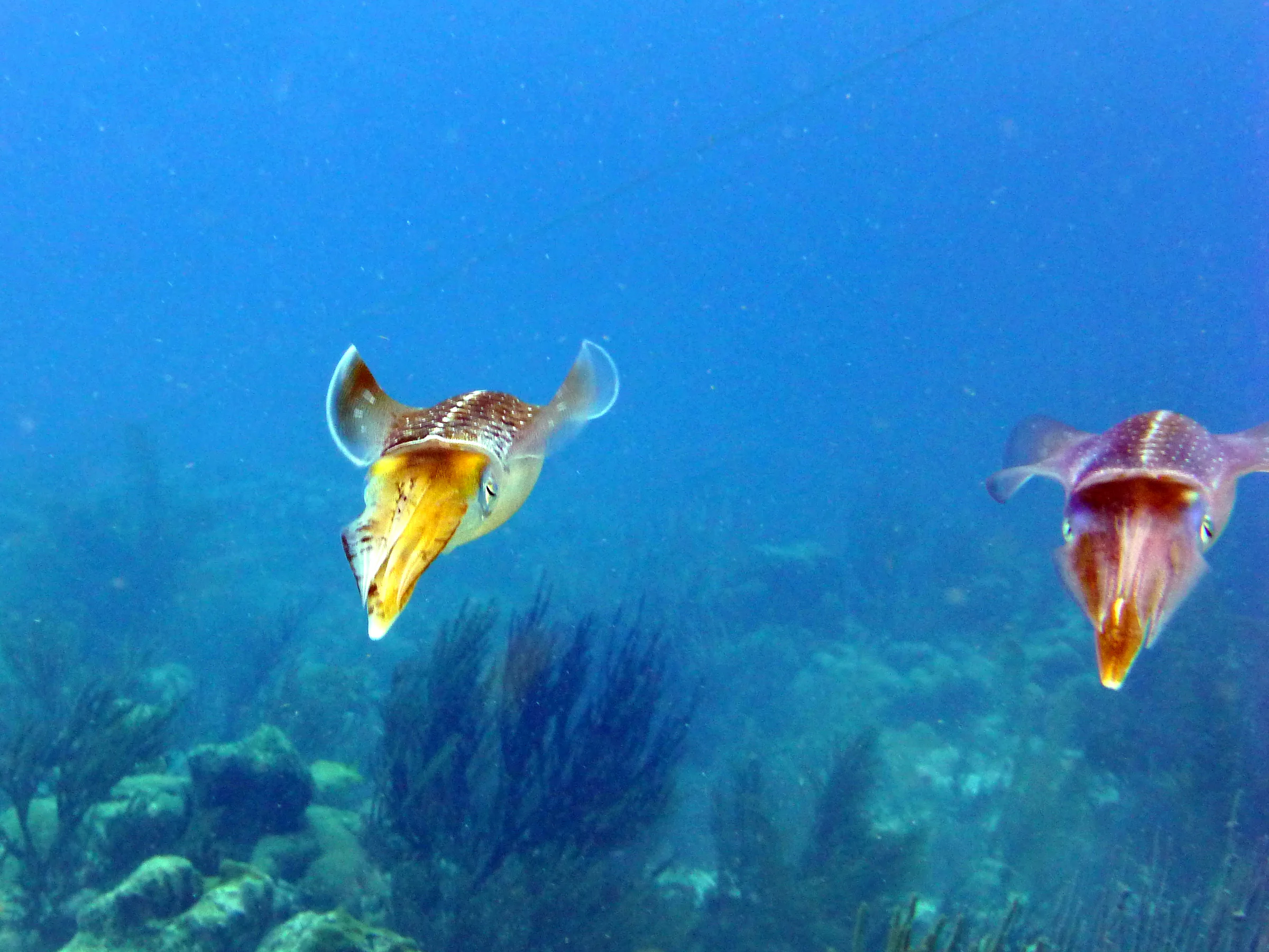 Reef Squid, Bonaire, 2013