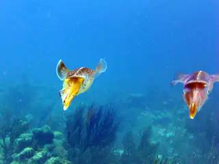 Underwater photograph by Joel Bergsma