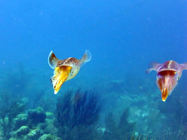 Underwater photograph by Joel Bergsma