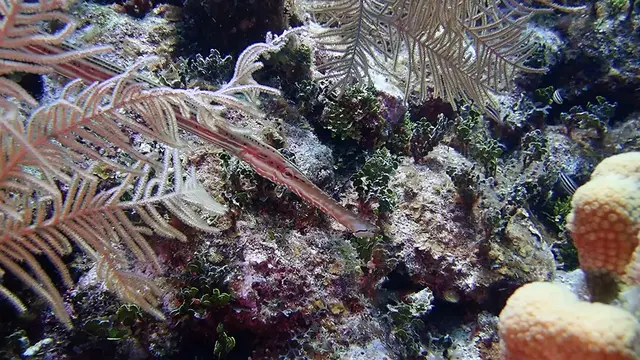 Trumpetfish