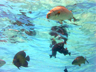 Underwater photograph by Joel Bergsma